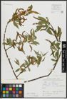 Foto von Salix alba L. x Salix fragilis L.